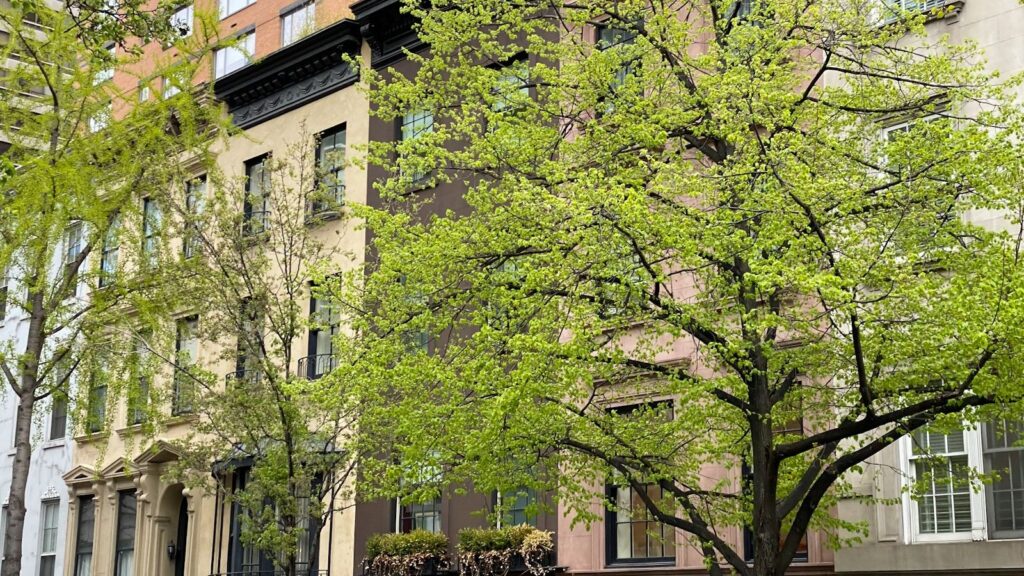 Tree-lined brownstone row houses in a Queens New York City neighbourhood, evoking the vibrant community life of Astoria