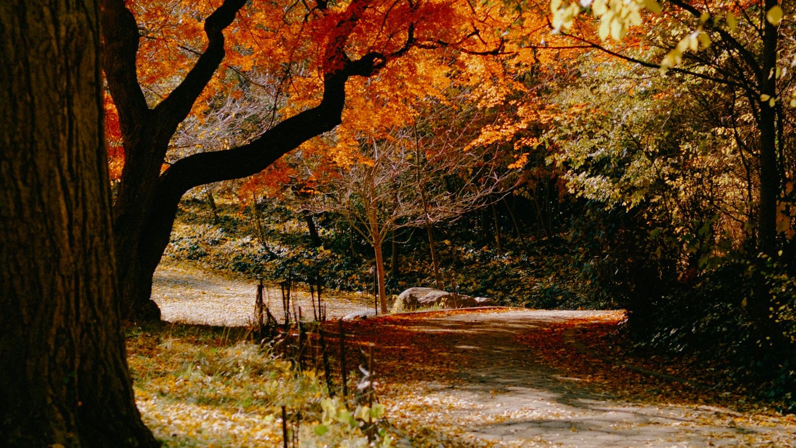 Autumn foliage along a winding path in Prospect Park, Brooklyn, New York