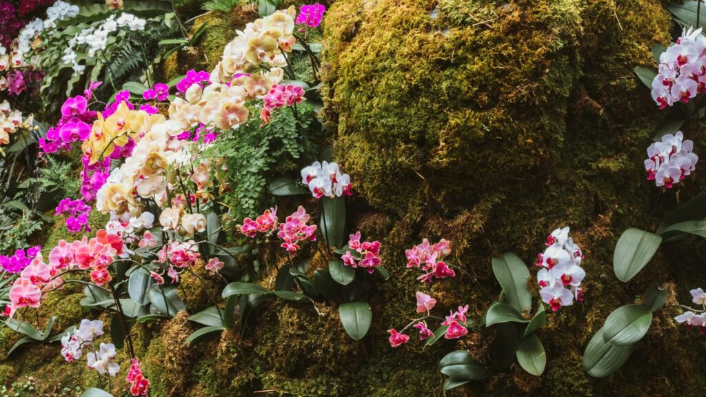 Colorful orchid display at the New York Botanical Garden in the Bronx, New York City