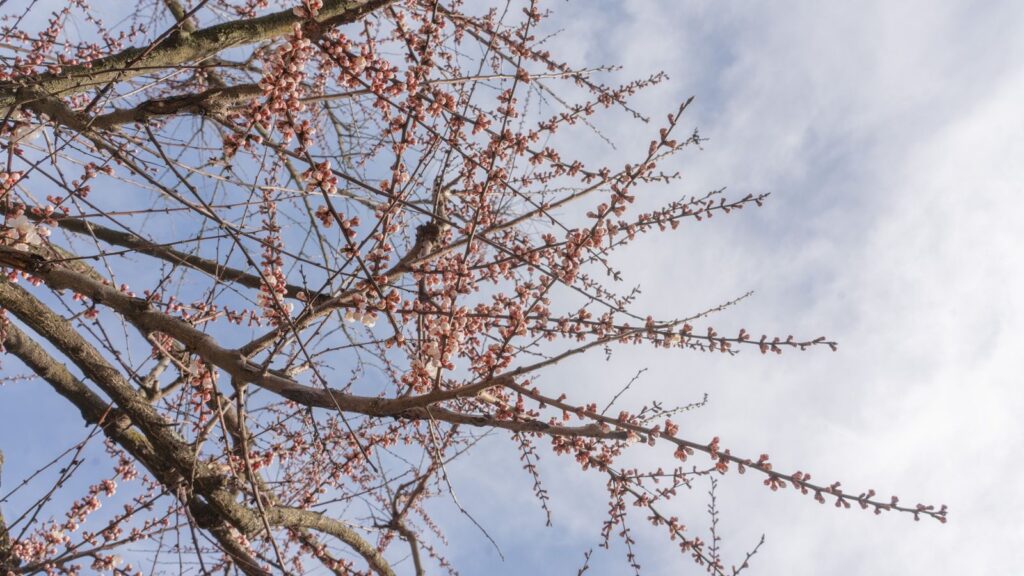Cherry blossom trees in full pink bloom against a bright spring sky in Brooklyn, New York