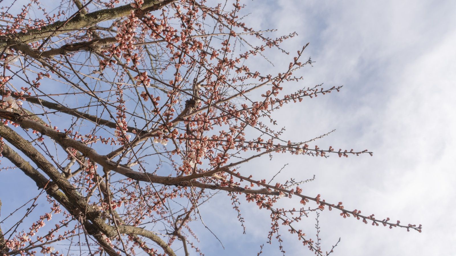 Cherry blossom trees in full pink bloom against a bright spring sky in Brooklyn, New York