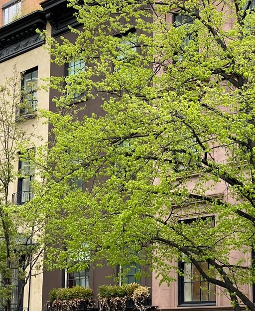 Tree-lined brownstone row houses in the Astoria Queens neighbourhood, reflecting the vibrant community life Greek immigrants built