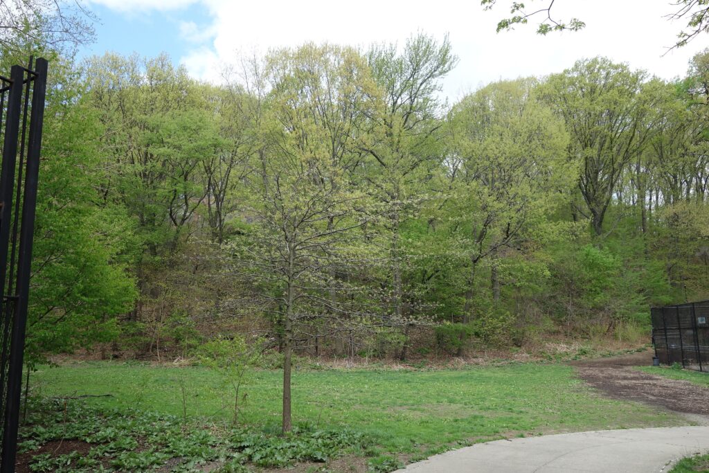 Spring woodland of the Shorakapok Preserve rising behind a lawn in Inwood Hill Park