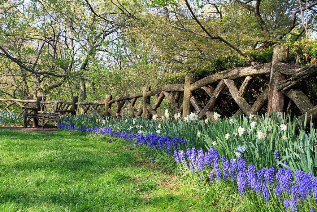 Grape hyacinths and daffodils along a rustic wooden fence and bench in the Shakespeare Garden, Central Park