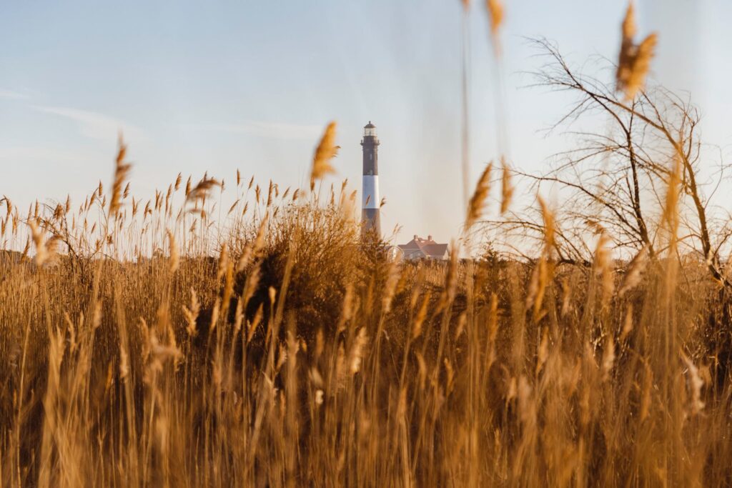 The black-and-white Fire Island Lighthouse rising behind tall golden reeds