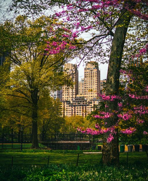 Cherry blossom trees in full pink bloom along a park path in New York City in spring
