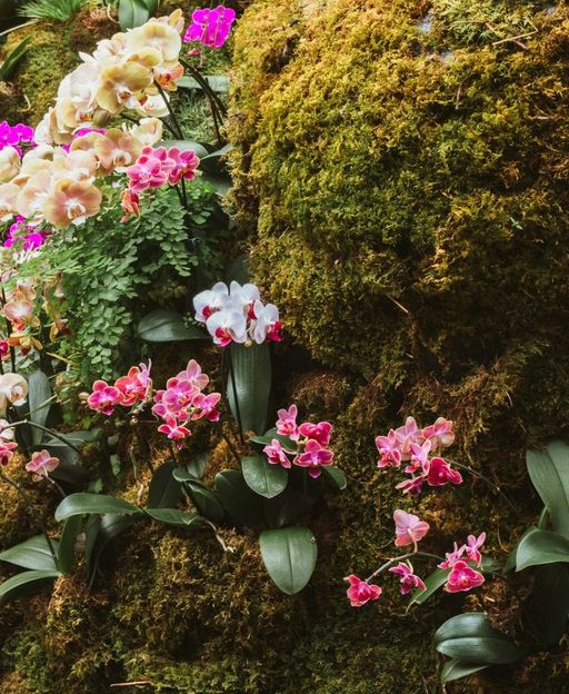 Colourful orchid display at the New York Botanical Garden in the Bronx, one of the top things to do in the Bronx
