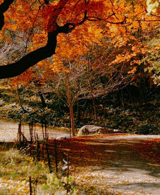 Autumn foliage along a winding path in Prospect Park, Brooklyn, New York
