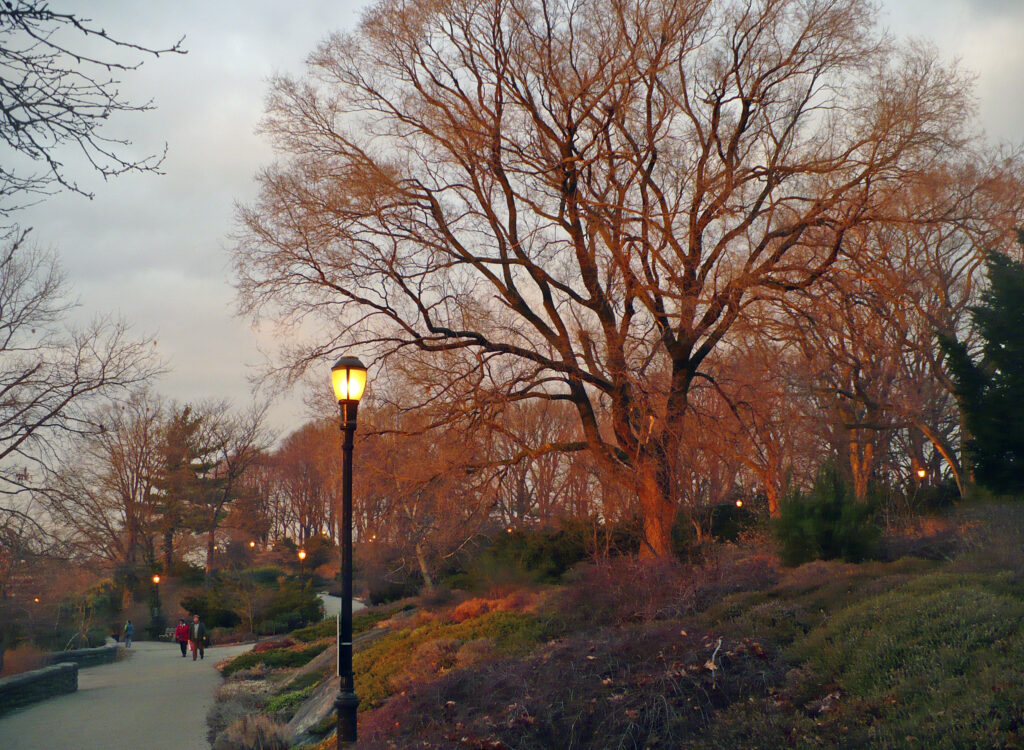 A lamp-lit path curving through the Heather Garden in Fort Tryon Park at dusk, with heather beds on the slope and tall bare trees glowing in the last light