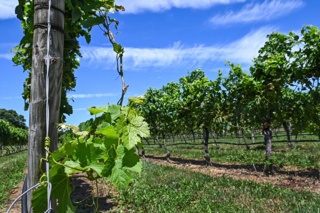 Rows of green grapevines on wooden posts in a North Fork vineyard under a blue summer sky
