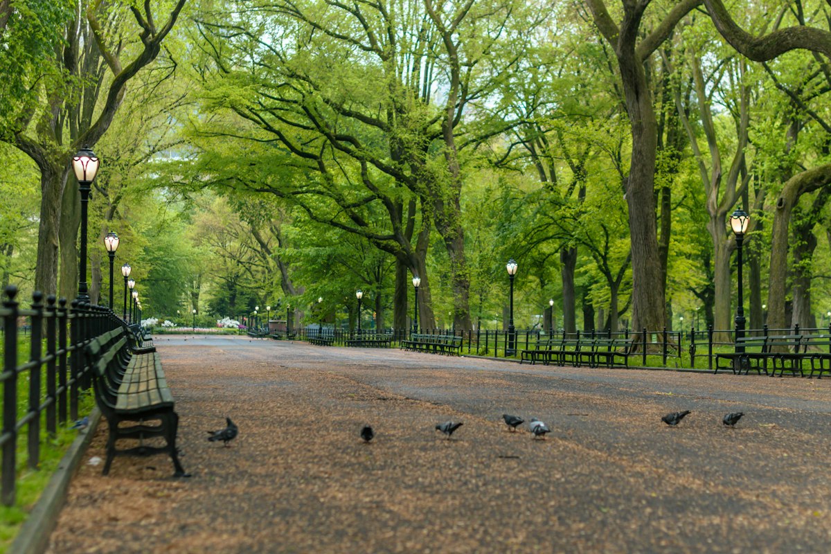 The Best Spots in Central Park for Sitting and Thinking