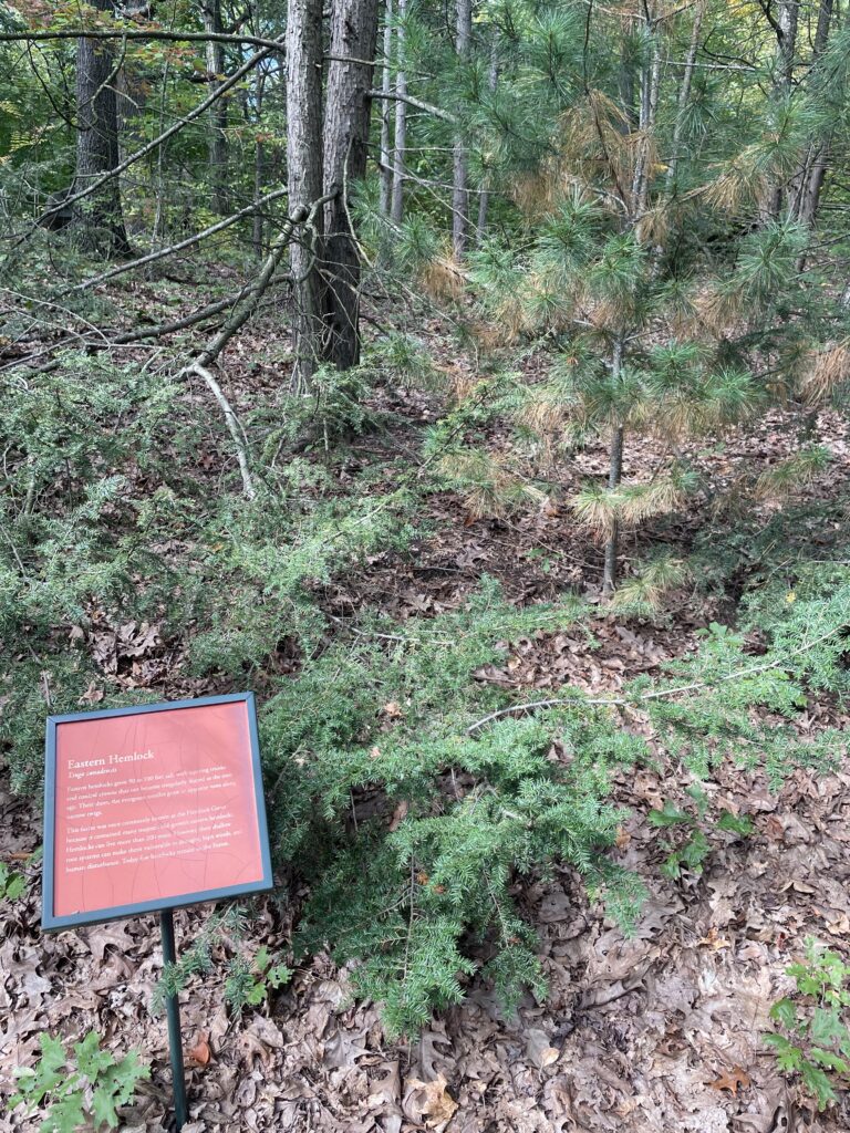Young eastern hemlocks and pines on a leaf-covered slope in the Thain Family Forest, with an Eastern Hemlock sign