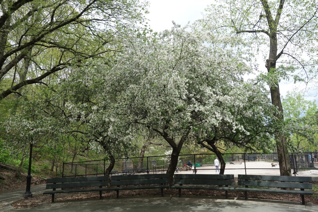 A white-blossoming tree above a curved row of park benches in Inwood Hill Park, with woodland behind