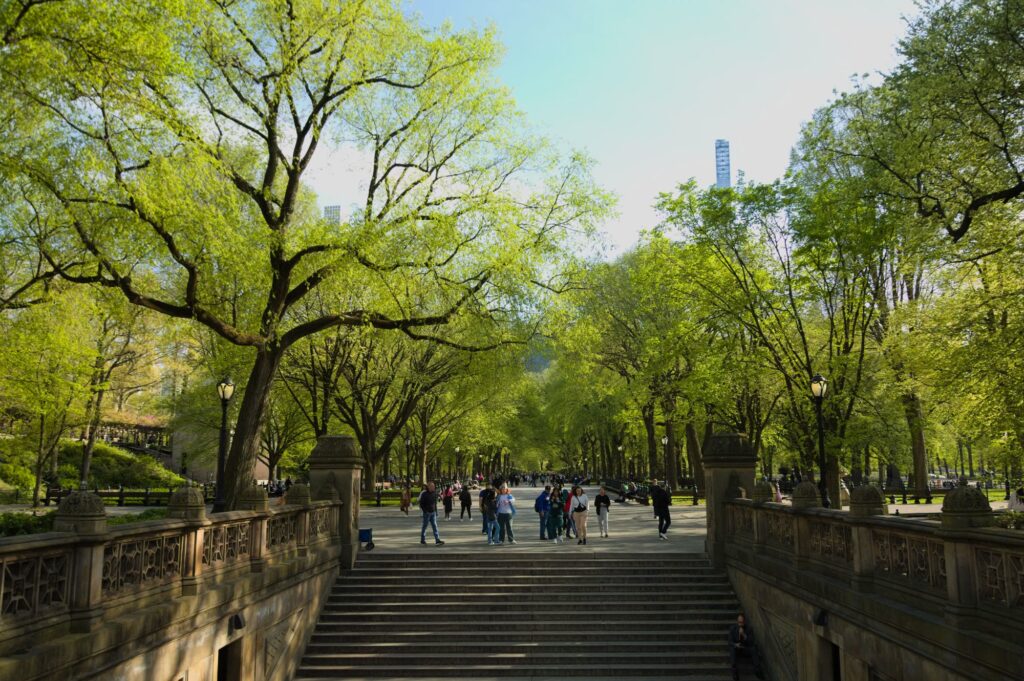 The Mall in Central Park seen from the Bethesda Terrace steps, a wide path under spring elm trees