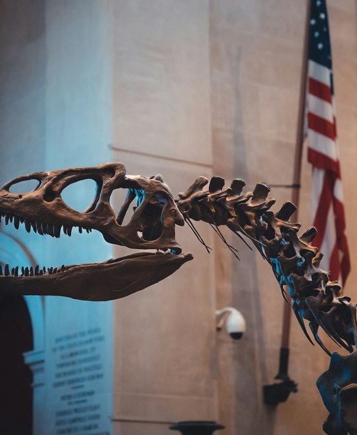Dinosaur skeleton with an American flag in the entrance hall of the American Museum of Natural History in New York